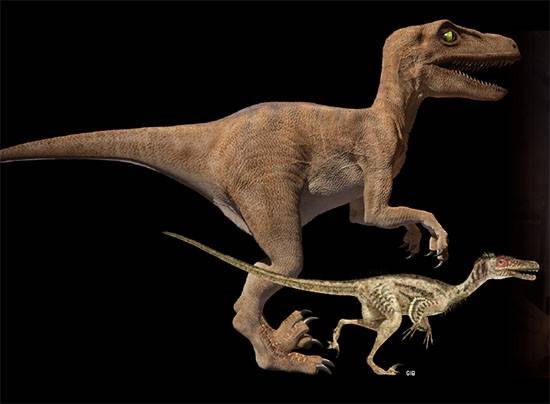 영화 ‘쥬라기 공원’과 ‘쥬라기 월드’에 등장하는 벨로시랩터는 몸길이 2~3m로 사람보다 훨씬 크고, 악어처럼 생긴 얼굴에 피부는 털 없이 매끄럽다(왼쪽). 반면 최근 공룡학자들이 복원한 벨로시랩터는 몸길이가 약 1.2m이며 깃털로 뒤덮여 있어 새와 비슷하다(오른쪽) - 사진 GIB 제공