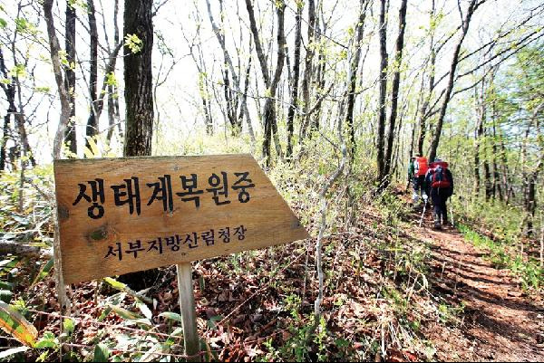 [월간산]백운산에서 영취산으로 이어진 백두대간의 신갈나무 숲길.