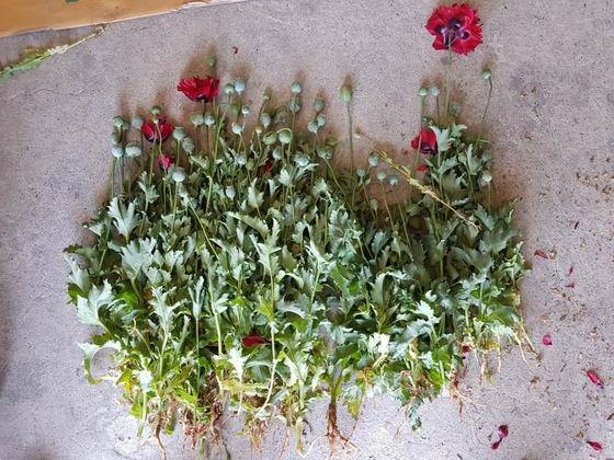 해경이 단속한 마약 양귀비 [사진 해양경찰청]