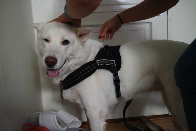 지난 1일 서울 동대문구 신설동에 사는 풍산개 복순이가 최문희 펫시터와 함께 산책을 나갈 준비를 하고 있다.