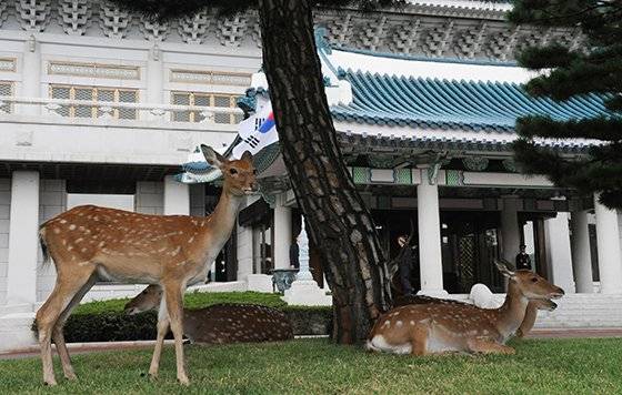 청와대 본관 앞뜰에 나들이 나온 사슴 가족들. 서울대공원에서 데리고 온 사슴을 이명박정부 시절 청와대에 방사했다. 사진=청와대사진기자단