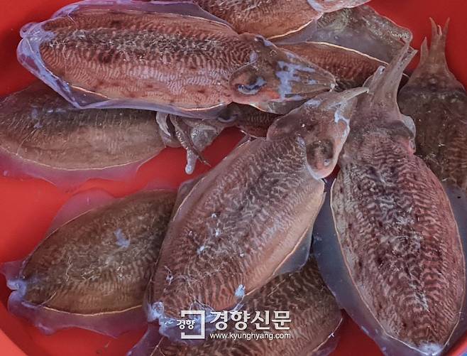 갑오징어. 해양수산부 제공