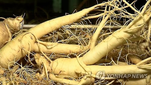 인삼 [연합뉴스TV 캡처]