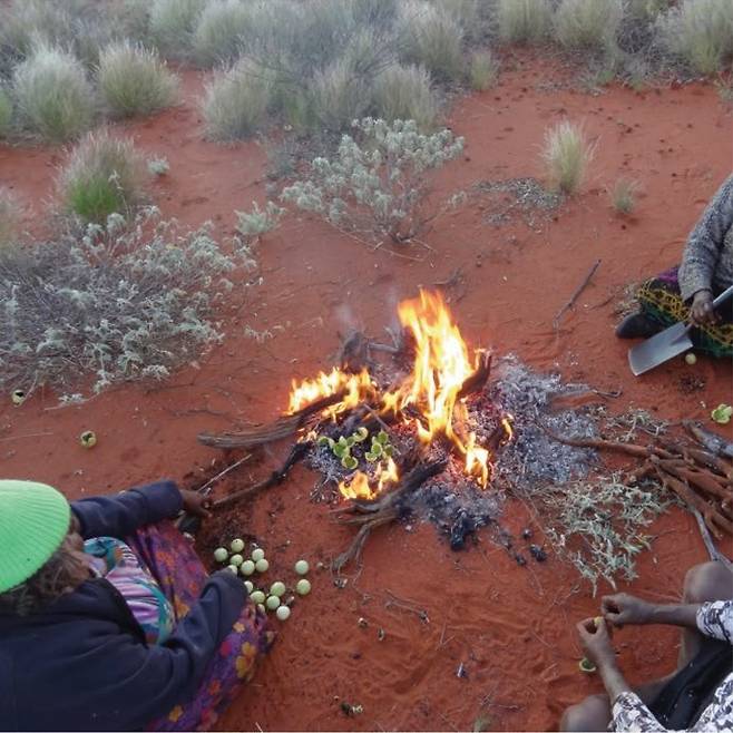 호주 서부 사막 원주민이 캠프장에서 가지속 과일을 다듬고 있다. 캠프장에 버려진 이 과일의 씨앗은 원주민에 의해 널리 퍼지게 된다. 레베카 버드 외 (2018) ‘네이처 생태 및 진화’ 제공.
