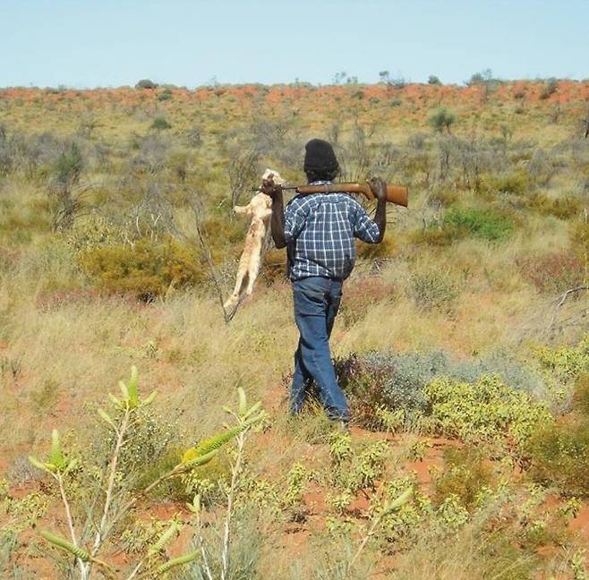 야생으로 풀려난 고양이를 사냥해 가는 호주 서부 원주민. 이런 사냥은 토착 동물에 위협이 되는 외래동물을 제거하는 기능을 한다. 레베카 버드 외 (2018) ‘네이처 생태 및 진화’ 제공.
