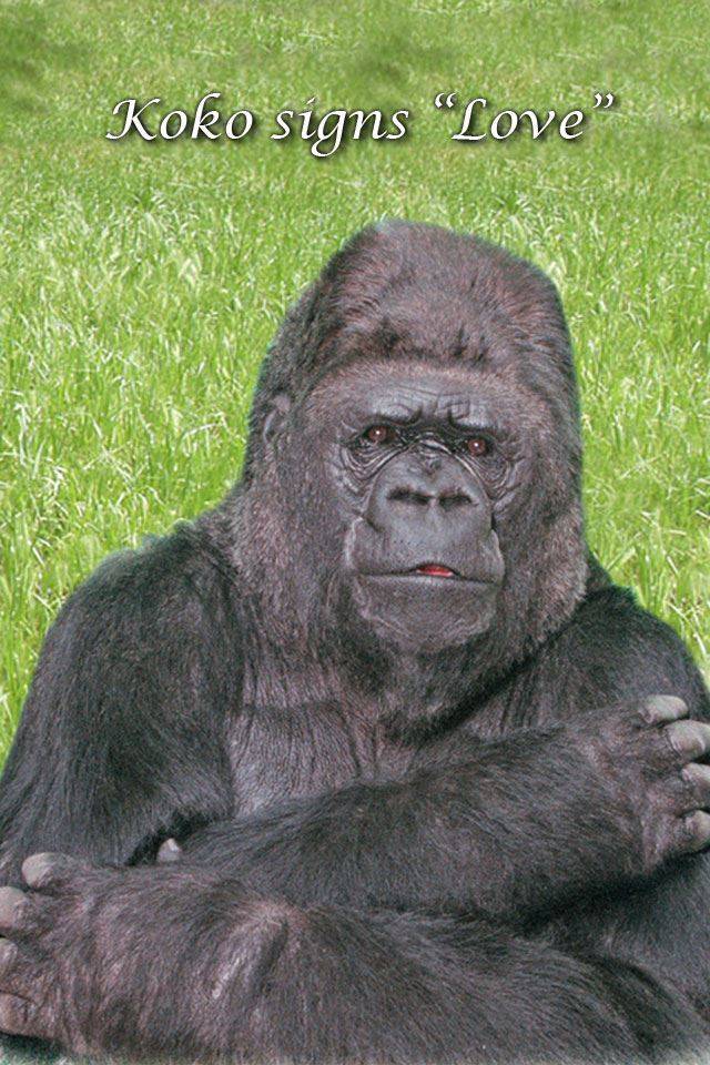코코(Koko)는 사람의 언어로 사람과 소통한 서부 롤랜드 고릴라다. 그는 태어나 숨질 때까지 인간에 의해 ‘인간적으로’ 양육됐고, 어쩌면 인간이 고릴라의 언어를 이해하는 것보다 더 깊이 인간의 언어를 이해한 고릴라였다. 그는 저 직설적 몸짓 언어로 인간에게 ‘사랑’을 고백했다. koko.org