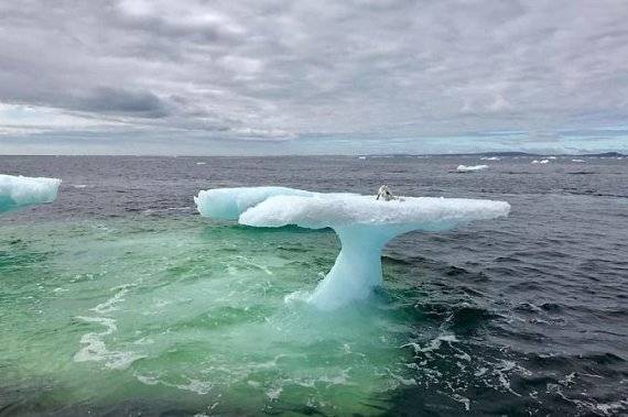 캐나다 어부가 항해 중 빙산 위를 움직이는 이상한 물체를 발견했다 [사진=보어드판다]