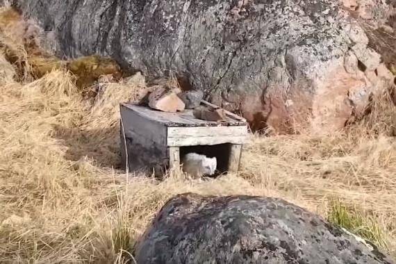 체력을 회복한 북극여우는 육지로 돌아갔다 [사진=보어드판다]