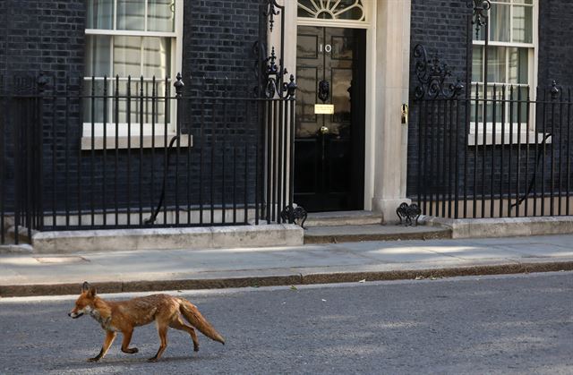 여우 한 마리가 2일(현지시간) 영국 런던의  다우닝가 10번지 총리공관 앞을 지나가고 있다.  로이터 연합뉴스