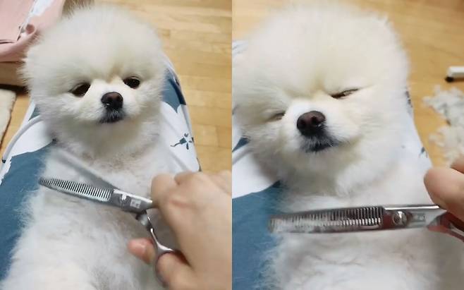 유튜브 영상 캡처. 동동ZOO.