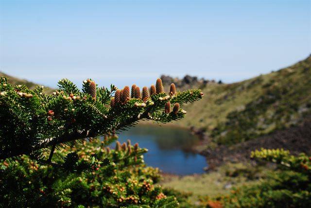 제주도 한라산 백록담에 서식하는 구상나무. 국립생태원 제공