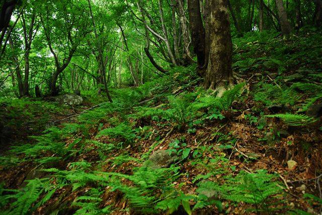 경북 울릉도에서만 자라는 섬노루귀와 너도밤나무가 숲을 이뤘다. 국립생태원 제공
