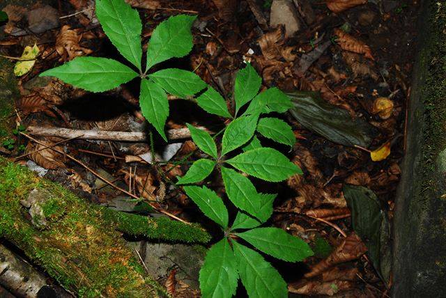 강원 정선군 가리왕산 고지대에 서식하는 가시오갈피. 국립생태원 제공