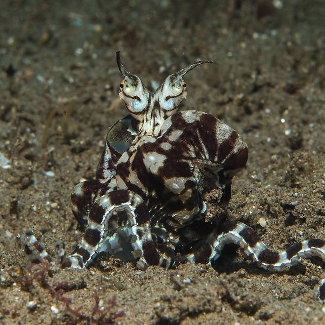제임스 정 제공