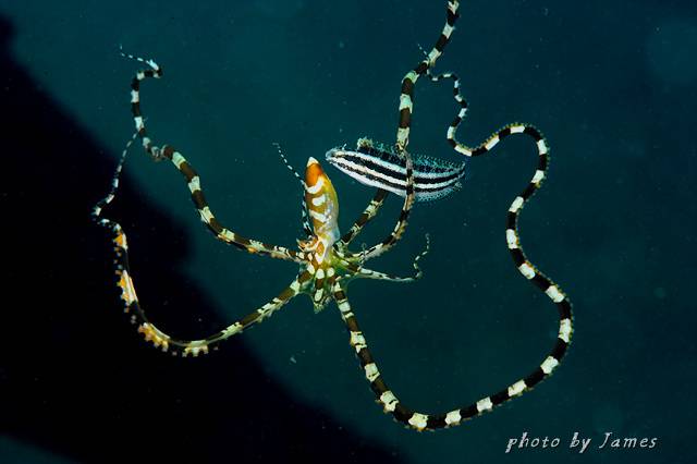 제임스 정 제공