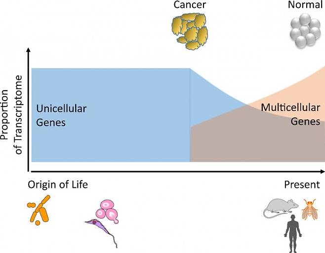 암은 다세포생물의 세포 안에 잠재돼 있는 단세포성이 드러난 결과일지도 모른다. 즉 진화의 역사에서 다세포성이 나타나면서 단세포 유전자가 다세포 유전자에 억눌려 개별 세포는 복잡한 구조의 벽돌 역할로 전락했는데, 어떤 계기로 단세포 유전자를 죄고 있던 고삐가 풀리면서 그 옛날 단세포 조상의 독립성이 되살아난 것이라는 말이다. - ‘미국립과학원회보’ 제공