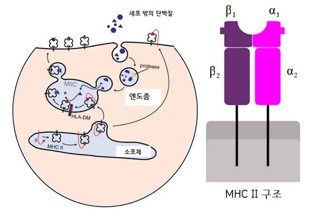 주조직 적합성 복합체(MHC) II 그룹에 속하는 단백질의 구조(오른쪽)와 엔도솜에서 가수분해 효소들에 의해 이루어지는 외부 단백질의 분해 과정과 항원 펩타이드를 세포 표면에 달아 제시하는 과정. 출처: 위키미디어 코먼스