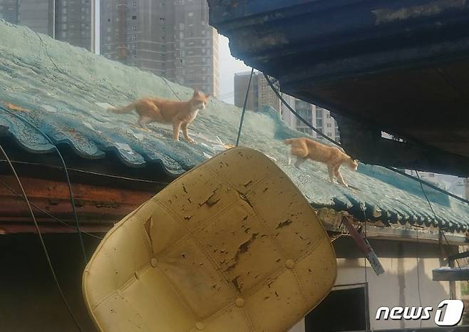 부산 동래구에 있는 주택재개발정비사업으로 지정된 온천2구역에 있는 한 주택 지붕 위에서 뛰노는 고양이들.(부산동물학대방지연합 제공)© News1