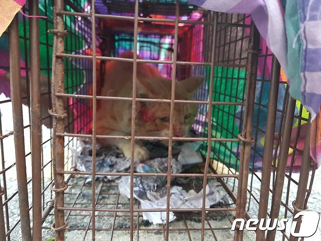 대장고양이 '형아'가 통덫 안에 불안한 듯 몸을 웅크리고 있다. 얼굴 왼쪽에는 살이 움푹 패일 정도로 깊은 상처를 입었다.© News1 조아현 기자