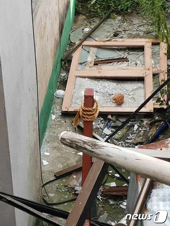 새끼고양이가 산산조각 난 유리창 위에 몸을 웅크리고 있다.(권현경 자원봉사자 제공)© News1