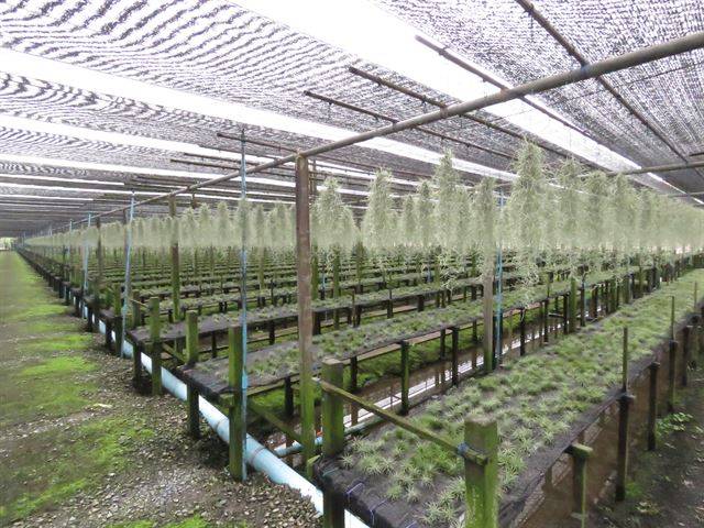 지난 5월 태국 방콕의 한 틸란시아 농장에서 위에는 수염틸란시아가 아래에선 이오난사가 재배되고 있다.