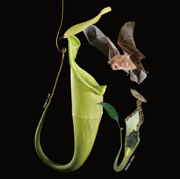 하드윅양털박쥐가 공생하는 통풀로 날아오는 모습(왼쪽), 박쥐가 쉬고 있는 통풀의 단면도(오른쪽). - Chien C. Lee/Biology Letters 제공