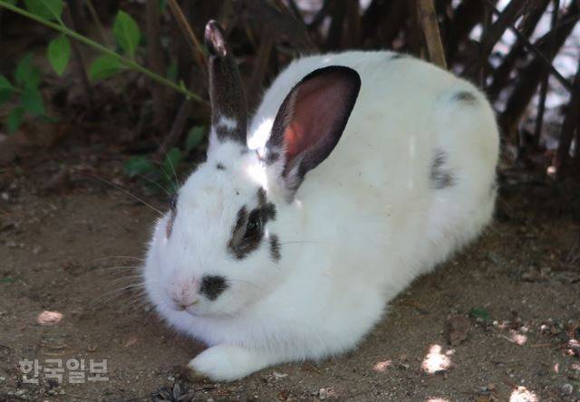 눈 주변이 아이라인을 한 것처럼 검은색을 띄고 있어 이른바 ‘마스카라 토끼’라고 불리는 토끼 한 마리가 몽마르뜨 공원에서 쉬고 있다. 이순지 기자