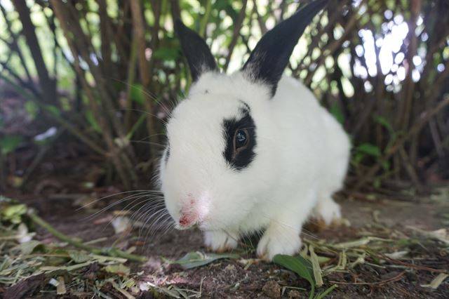코가 뜯긴 채 발견됐던 토끼. 김송이EMMA 제공
