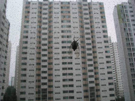 아파트 베란다 방충망에 붙은 매미. 강찬수 기자