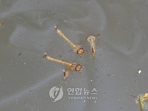 장구벌레 모기의 유충을 가리키며 모기는 물이 괸 연못이나 웅덩이에 서식한다. 꼬리 부분 끝에 있는 호흡관을 수면 밖으로 내어 외호흡을 한다. (시몽포토에이전시=연합뉴스)