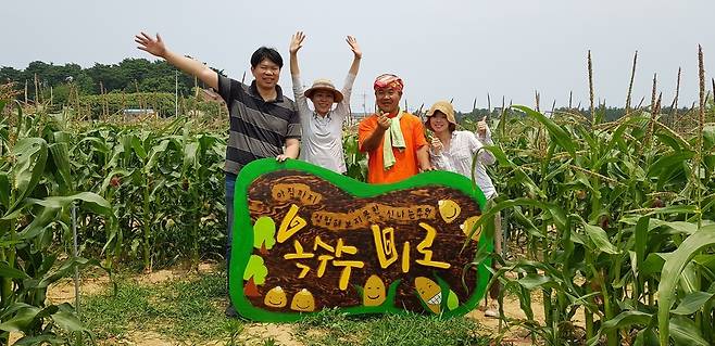 강릉 사천면 순포해변 옆에 축구장 면적 규모의 옥수수 미로가 생겼다. 사진은 옥수수 미로 입구 모습. 강릉시청 제공