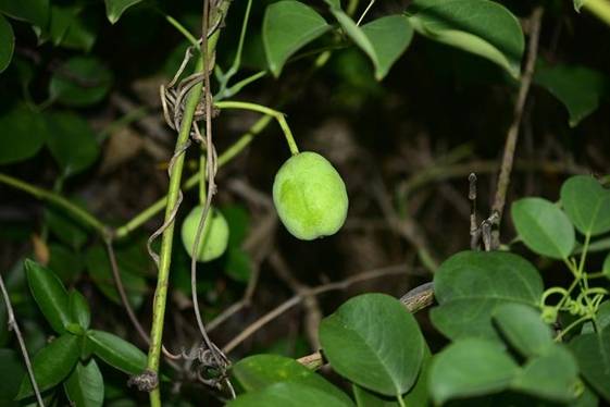 멀꿀의 열매(아직 덜 익은 상태)