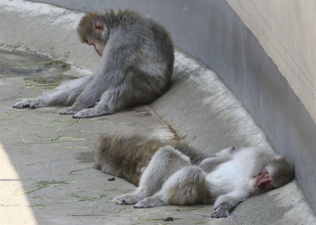 일본에서 기록적인 폭염이 지속되고 있는 가운데  1일(현지시간) 도쿄의 우에노 동물원에서 더위에 지친 일본원숭이들이 그늘에 누워 낮잠을 자고 있다.  AP 연합뉴스
