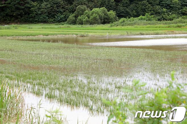 7일 강원도 강릉시 주문진읍 일원 논밭이 폭우에 잠겨 있다. 지난 6일 강릉시에는 오전 2시30분부터 시간당 92㎜의 비가 쏟아졌다. 2018.8.7/뉴스1 © News1 박하림 기자