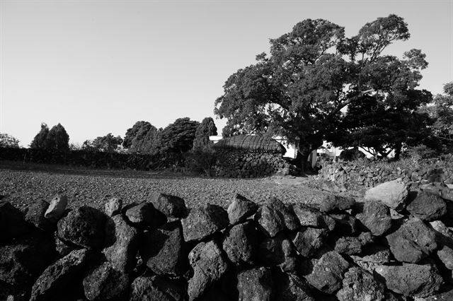 애월읍 어음리의 폭낭. ⓒ강정효