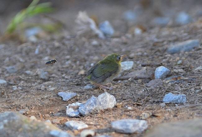 어미의 부름에 나타난 동박새 새끼.