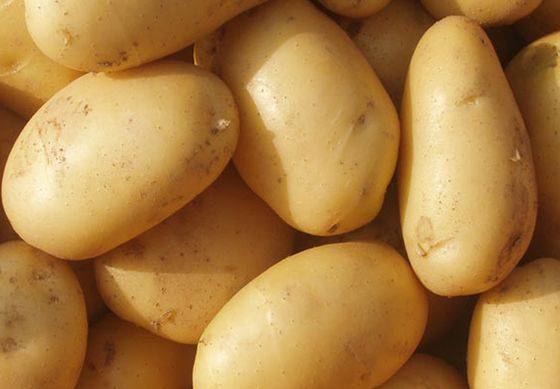 감자가 가진 탄수화물 복합체는 일광화상을 진정시키는 데 탁월한 효과가 있다.