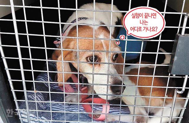 동물보호단체에 의해 구조돼 제2의 견생(犬生)을 살게 된 초롱이는 아직 세상이 낯설기만 하다. 안락사를 피한 초롱이는 그나마 행운이다. 실험을 위해 생산돼 연구가 끝나면 안락사로 생을 마감하는 실험동물들이 더 많다. 비글구조네트워크 제공