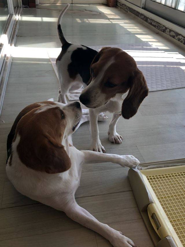 여러 해 실험을 견디던 초롱이는 지난 5월부터 이민승(39)씨를 만나 3개월 간 임시보호 기간을 보내고 있다. 이씨의 반려견 루시와도 퍽 잘 지내는 편이다. 이민승씨 제공