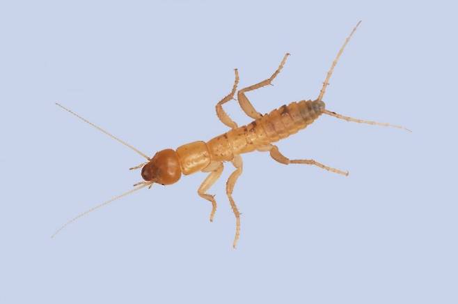 갈로아 작가가 발견한 갈로아 벌레. 높은 산맥이나 동굴 깊은 곳에서만 서식한다.