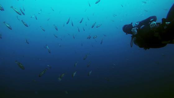 스쿠버다이빙을 하면서 난파선 주변에서만난 볼락 떼. 최승표 기자