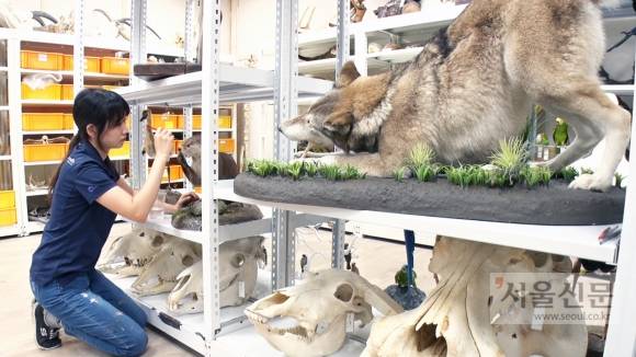 지난 14일 경기도 과천시 서울대공원 동물원 수장고에서 윤지나 박제사가 직접 제작한 박제를 살펴보고 있다. 지난 14일 경기도 과천시 서울대공원 동물원 수장고에서 윤지나 박제사가 직접 제작한 박제를 살펴보고 있다.