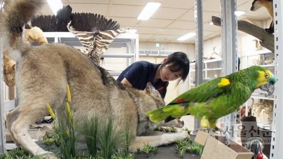 지난 14일 경기도 과천시 서울대공원 동물원 수장고에서 윤지나 박제사가 직접 제작한 박제를 살펴보고 있다. 지난 14일 경기도 과천시 서울대공원 동물원 수장고에서 윤지나 박제사가 직접 제작한 박제를 살펴보고 있다.