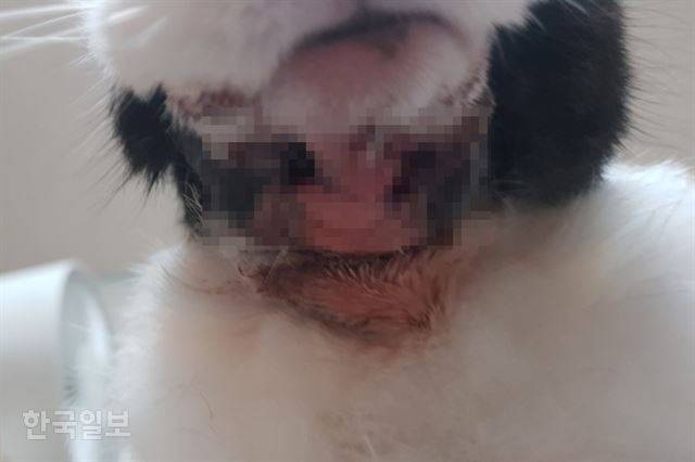 랄라의 수술 부위.