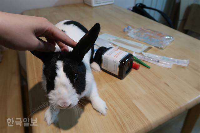 매일 랄라 목 부분을 소독해 준다. 위로 올려봐야 하는 부위라서 탁자 위에 랄라를 올리고 소독을 한다. 소독 용품은 하트만 수액, 면봉, 주사기, 재생연고, 거즈 등이다.