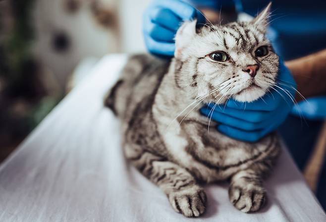 동물병원에서 검진 중인 한 고양이. 국내 반려동물 가구 수는 증가하지만 질병·상해 등을 보장하는 보험 상품은 여전히 미비한 형편이다.  게티이미지뱅크
