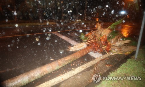 태풍에 쓰러진 야자수 (서귀포=연합뉴스) 박지호 기자 = 제주도 전역에 태풍경보가 내려진 22일 오후 서귀포시 중문관광단지 내 도로 가에 심어진 야자수가 강풍에 쓰러져 있다. 2018.8.22      jihopark@yna.co.kr  (끝)