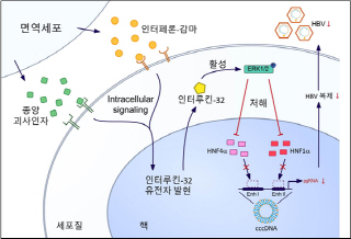 인터루킨-32에 의한 B형 간염바이러스 제거 기전. 그림=한국연구재단.