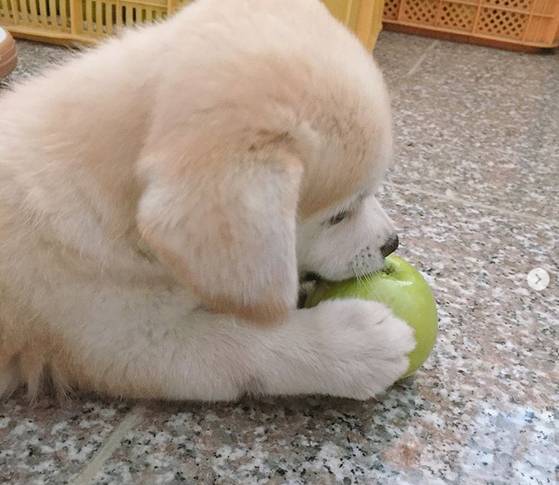 [사진 인절미 인스타그램]