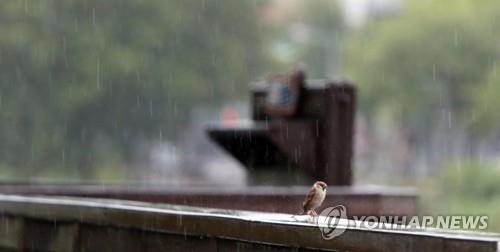 비내리는 풍경 (대전=연합뉴스) 양영석 기자 = 대전 지역에 비가 내리는 27일 오전, 도심 한 공원에서 참새 한 마리가 비를 맞은 채 앉아 있다. 2018.8.27      youngs@yna.co.kr  (끝)